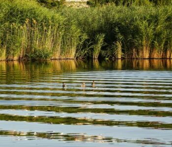 Marais de Brouage